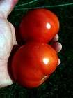 tomato plants  