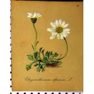  Chrysanthemum Alpinum Alpine Plant 1879 Nature Print
