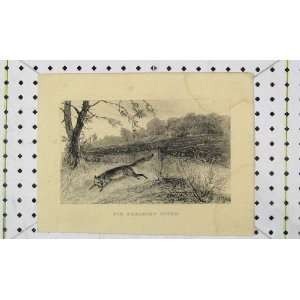  Fox Breaking Cover Antique Print View Country Hunting 