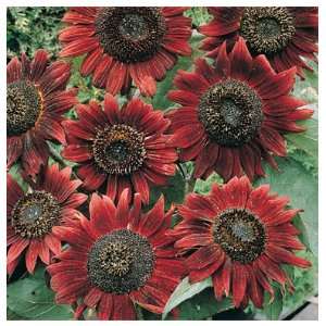 Davids Burgundy Non Hybrid Tall Sunflower Velvet Queen (Helianthus 