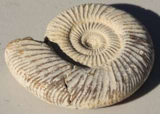 Rare Ancient White Perisphinctes AMMONITE Jurassic Fossil 150 million 