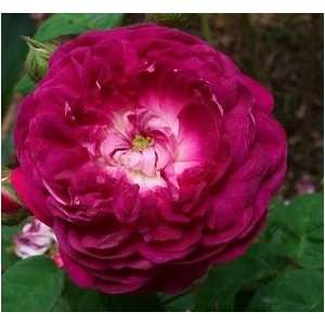  Cardinal de Richelieu Rose Seeds DM: Patio, Lawn & Garden