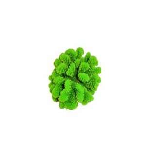  Red Sea Deco Art Resin Ornament Large Stylophora Green 
