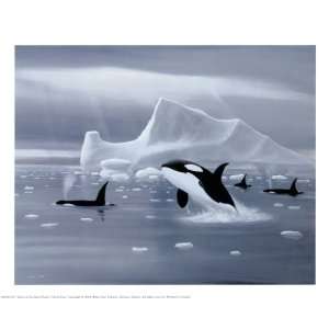  Orcas In Northern Waters Poster Print
