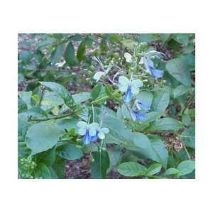  Blue Butterfly Bush (Clerodendrum Ugandense) 3 Gal Patio 
