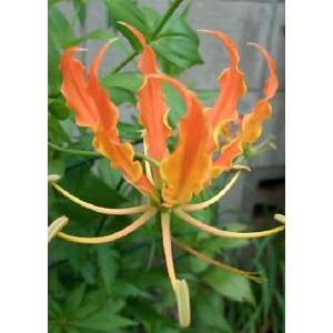 Tropica   Afrikanische Kletterlilie   Orange (Gloriosa glory orange 