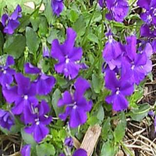 Purple Showers Violet Plant V1409CL  