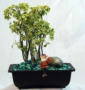 Johann the Sitting Gnome Bonsai   With Live Ming Tree  