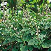 Holy Basil Herb   100 Seeds  