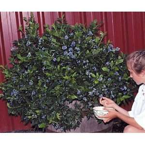  Northsky Dwarf Blueberry Plant   1 to 2 lbs. per Bush 