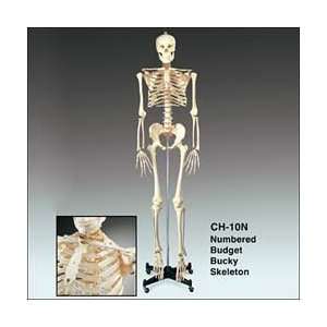  Skeleton   Budget Bucky Numbered: Industrial & Scientific