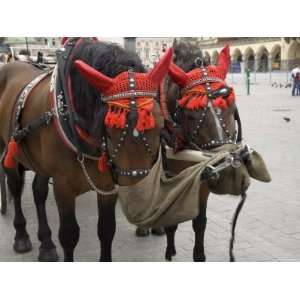  Horse and Carriage in Main Market Square, Old Town 