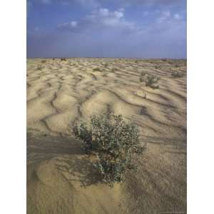  Bush Growing in the Middle of Egyptian Desert Photographic 