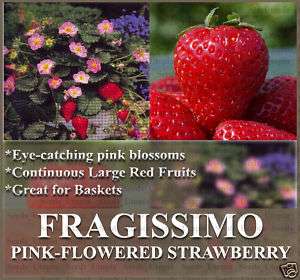 Strawberry Plant seeds FRAGISSIMO Lg BERRY PINK FLOWERS  