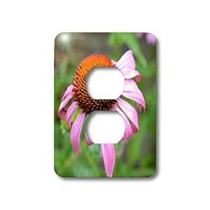 Patricia Sanders Flowers   Summer Echinacea II   Light Switch Covers 