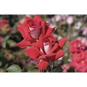   : Fire & Ice (Rosa Hybrid Tea)   Bare Root Rose: Patio, Lawn & Garden