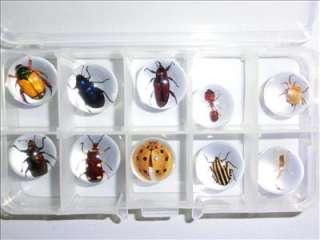 cm Sphere / Marble   10 Insect Collection Set (in clear plastic box 