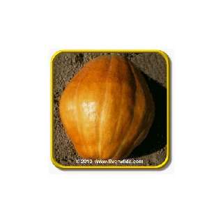  1 Lb Pumpkin Seeds   Atlantic Giant Bulk Vegetable Seeds 