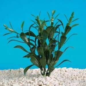  Aquatics Lifelike Fish Aquarium Plant Hygrophila 8 