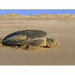  Green Turtle Returns to Sea after Laying Eggs, Ras Al 