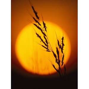  Indian Grass against a Sunset Sky at Audubon Prairie in 