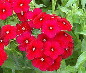 PHLOX RED Fragrant       100 Flower Seeds + GIFT  