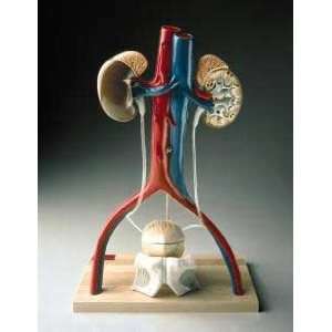Urinary System Professional Anatomical Model Male  