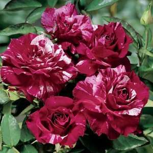  Purple Tiger Rose Seeds Packet: Patio, Lawn & Garden
