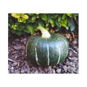  Burgess Buttercup Winter Squash Seed   By The Pound Patio 