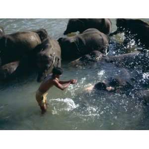 Elephants Bathing in the Maha Oya, Kegalle District, Sri Lanka Premium 